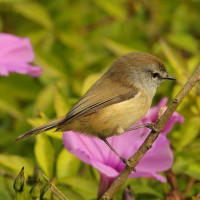 Brown Gerygone